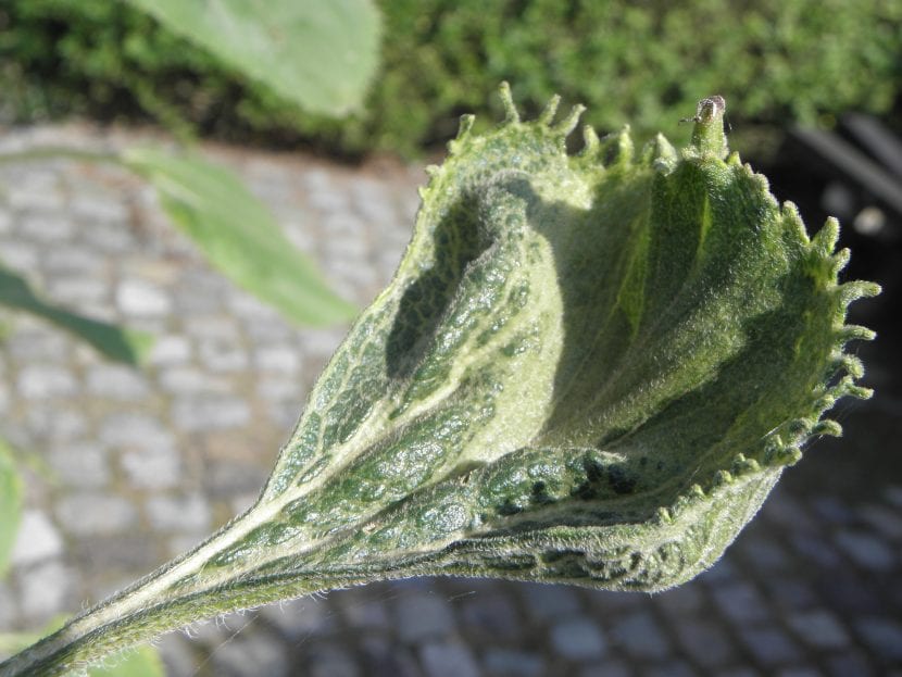Hoja con mildiu, descubre cómo tratarla