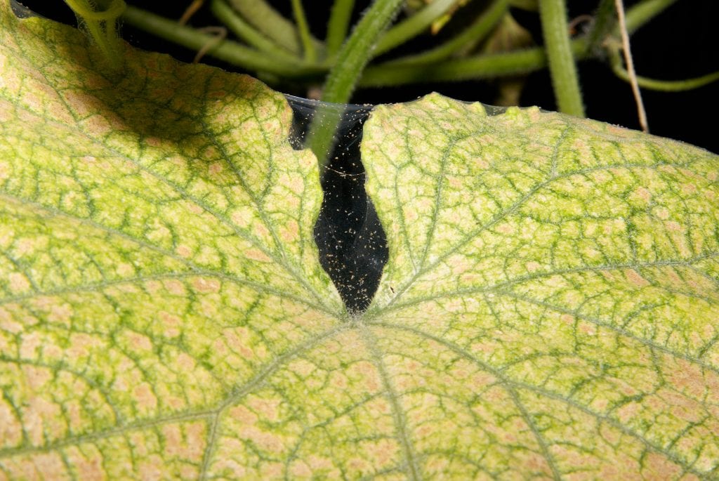 Araña roja: cómo identificarla y eliminarla del jardín
