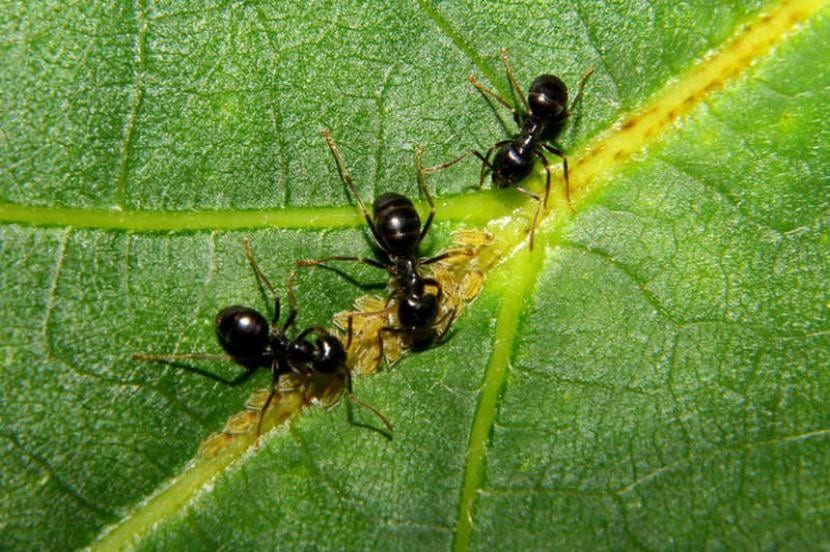 Hormigas en una hoja
