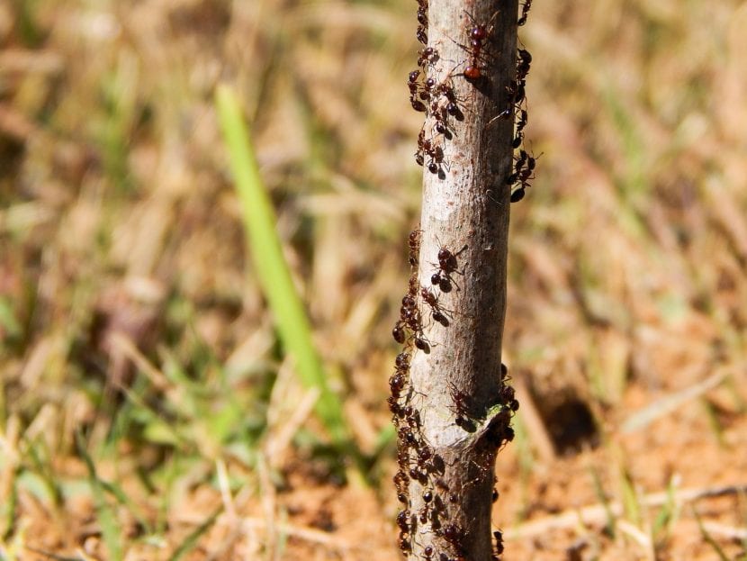 Hormigas en un tronco de árbol