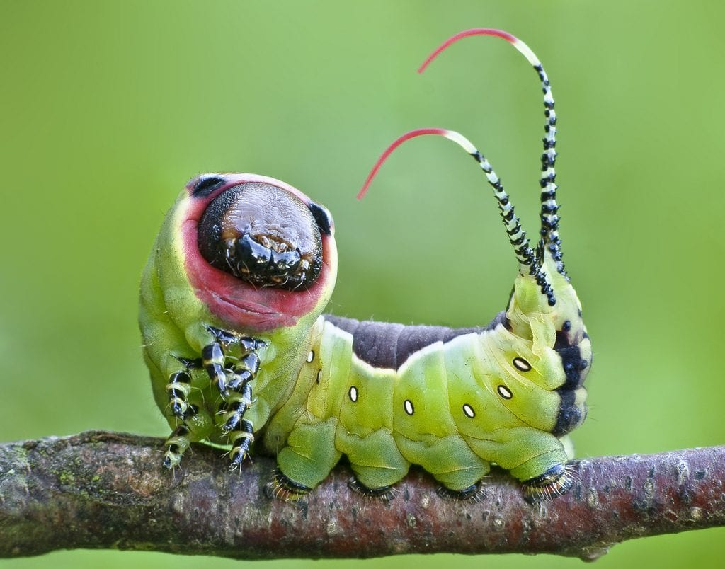 Oruga de Cerura