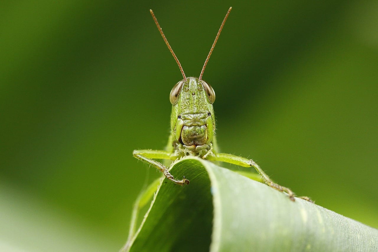 Como Eliminar Las Langostas De Mis Plantas
