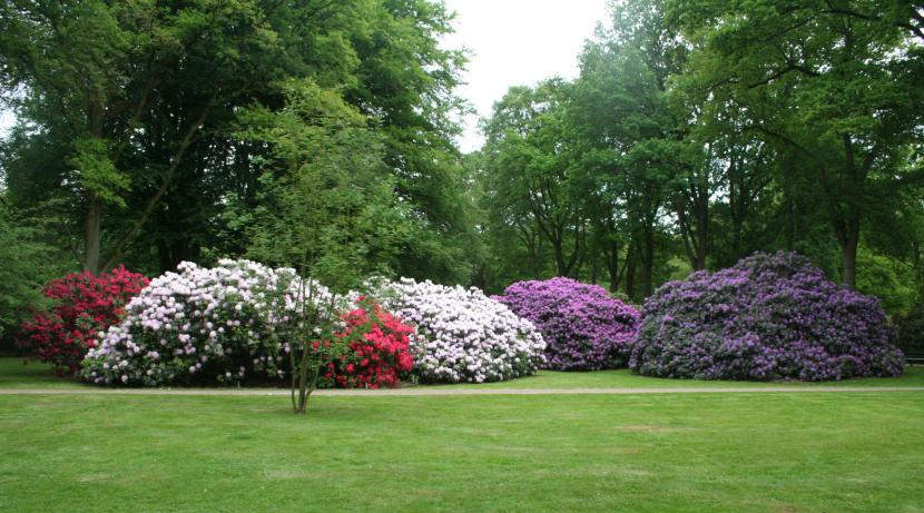 Rododendro en jardín