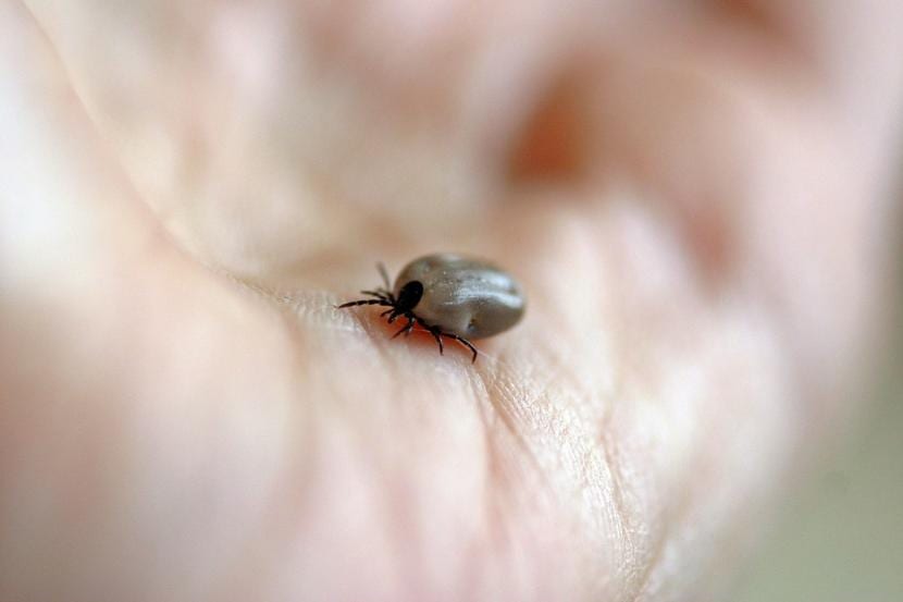 Cómo eliminar pulgas y garrapatas del jardín sin arrasarlo