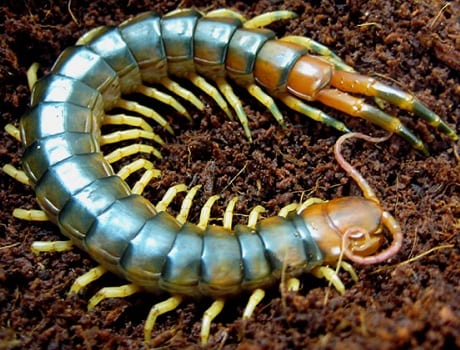 Parásitos de la tierra: cómo identificarlos y eliminarlos