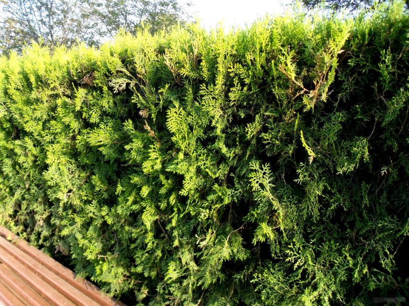 Cupressus