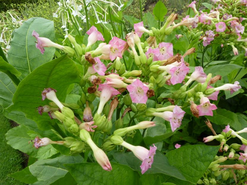 Nicotiana tabacum