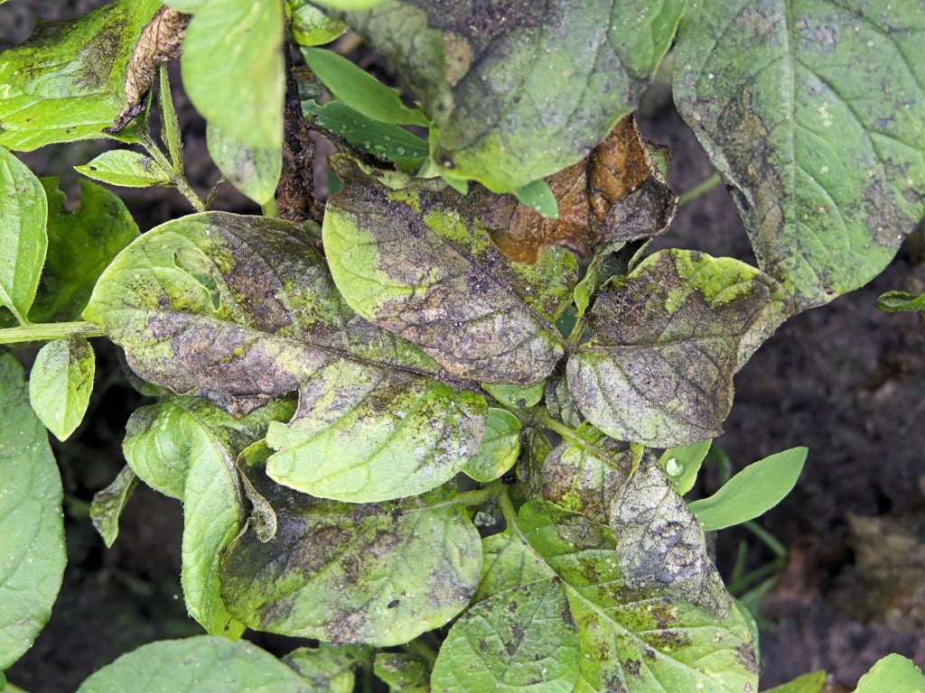 Phytophthora en plantas de patata