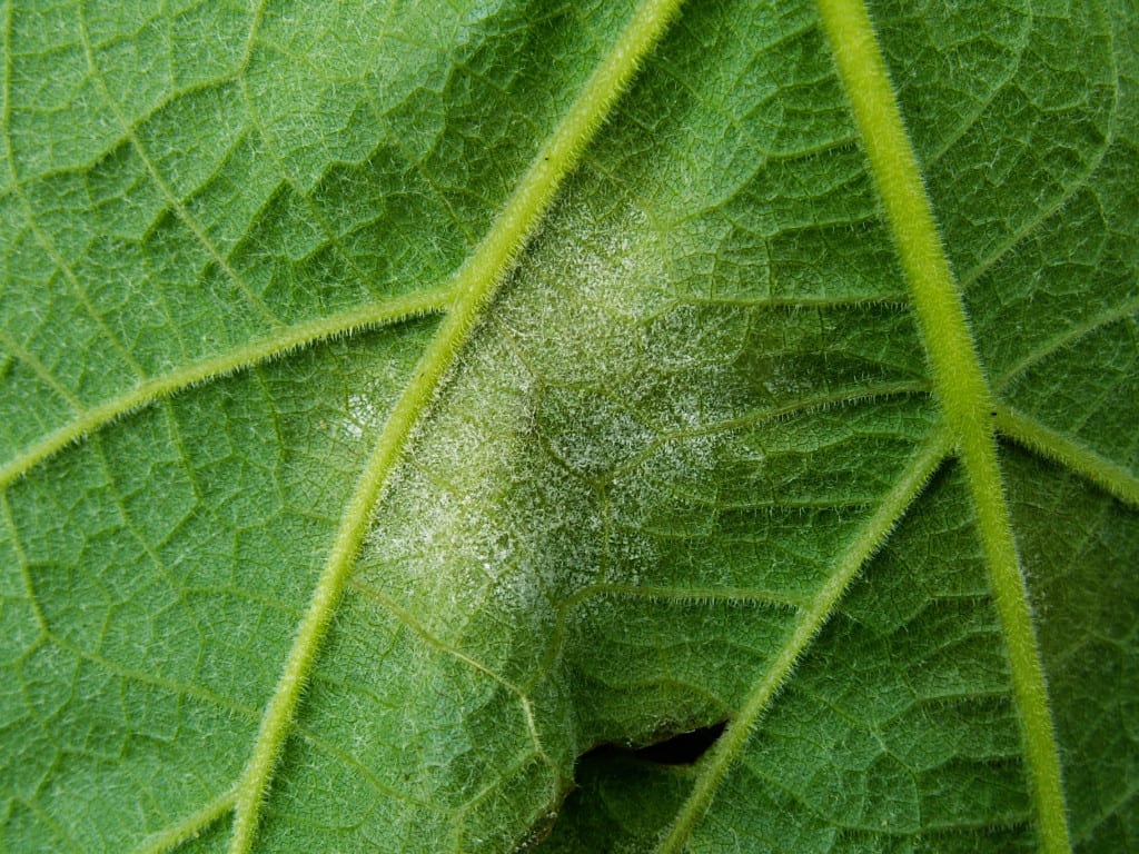 Cómo prevenir los hongos en plantas del huerto y el jardín