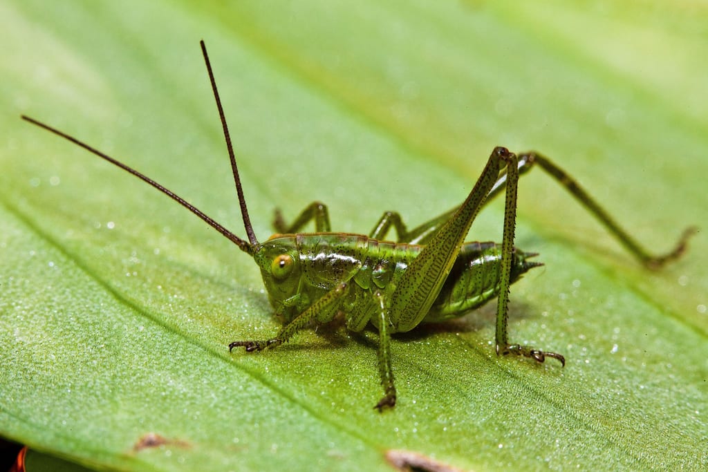 Como repeler grillos del jardin y el huerto sin veneno