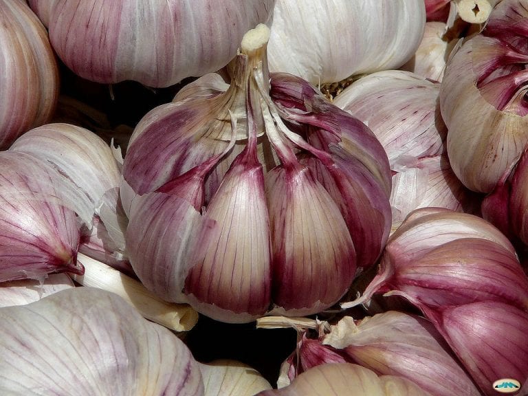 Bulbos de ajo enteros y dientes sueltos