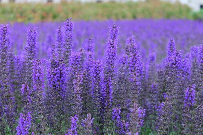 Lavanda
