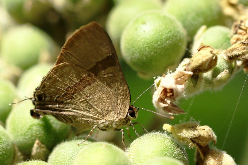 polilla