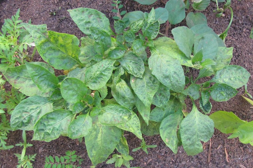 Virus en plantas: síntomas, diagnóstico y qué hacer
