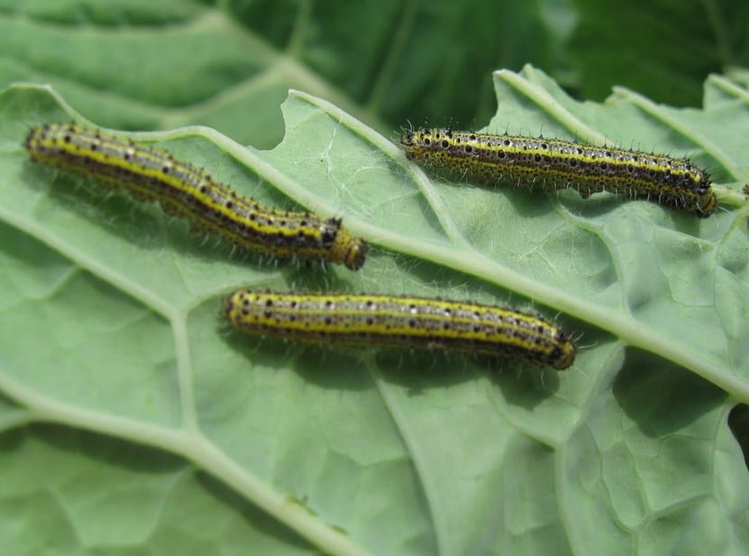 Gusanos en plantas