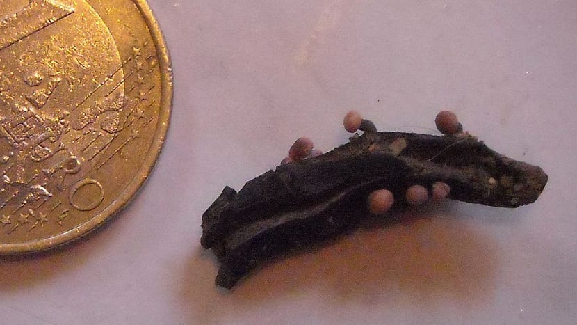 Alcaloide del cornezuelo