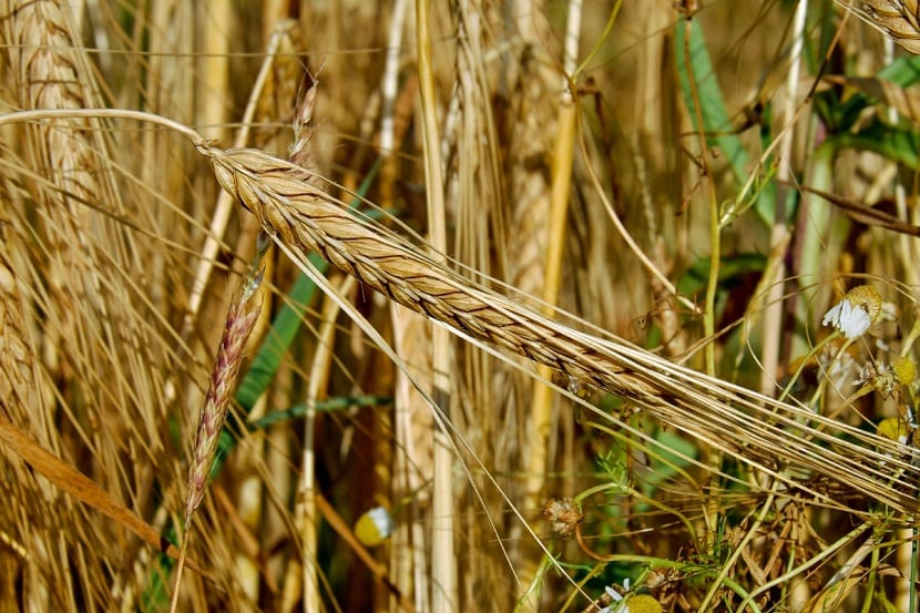 Cultivo de cereales