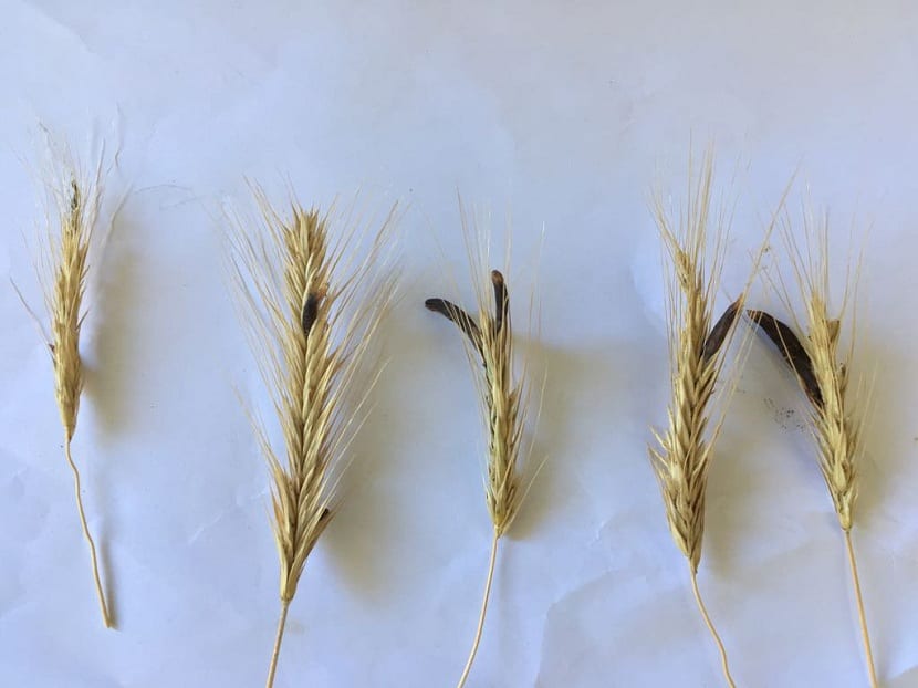 Hoy vamos a hablar de un hongo parásito bastante conocido y que puede afectar a una gran variedad de cereales y otras hierbas. Se trata del cornezuelo. Su nombre científico es Claviceps purpurea y se trata de un hongo parásitos cuyo anfitrión más común es el centeno. Las infestaciones con este hongo suelen reducir la calidad y cantidad de los granos y el heno. Además, si las cosechas se emplean para alimentar al ganado y están infestadas, puede provocar una enfermedad llamada ergotismo. En este artículo vamos a hablarte de las características, ciclo de vida de impactos que tiene el cornezuelo en los cultivos. Características principales El cornezuelo se deposita en la tierra y puede permanecer en estado de letargo hasta que las condiciones sean propicias para poder desarrollarse. Cuando comenzó a crecer se le conoce como la fase fructífera. Se puede identificar porque, durante esta fase, desarrolla una seta de pequeño tamaño que libera esporas fúngicas. Estas esporas apenas tienen una micra de espesor. La erradicación de este hongo tiene que ser rápida puesto que puede afectar gravemente a los cultivos, sobre todo si está destinado a servir como alimento al ganado. Esta enfermedad fue descrita por primera vez en la década de 1800. Durante la edad media hubo envenenamientos debido al consumo del grano infestado con este hongo. Era muy común la afección al ser humano en Europa por comer grano infestado. Para poder identificarlo, el cornezuelo de centeno se puede ver a simple vista como una excrecencia que se fije a los granos del cereal. Suele ser de color púrpura a negro y tan sólo tiene unas dimensiones de entre 1 a 4 centímetros de largo y unos 5 milímetros de ancho. Entre los componentes principales del cornezuelo de centeno tenemos el alcaloide llamado ergotamina (de ahí a que la enfermedad producida por la ingesta de carne infestada del ganado se le conoce como ergotismo). Otros componentes también importantes son otros alcaloides como la ergometrina, la ergocristrina y la ergocriptina. Efectos negativos del cornezuelo Este hongo que tenía gran incidencia en las personas pobres que se alimentaban de granos contaminados. El antigüedad este grano contaminado era responsable del ergotismo. Esta enfermedad puede afectar tanto a los seres humanos, los animales que comen la planta infectada con el hongo. Para reconocer esta enfermedad se sabe que el principal síntoma es la pérdida de miembros en los pies y en las manos, orejas, nariz, etc. Esta caída de miembros se produce porque la circulación sanguínea empeora a niveles agigantados de tal forma que la sangre no puede llegar a todos los extremos del organismo. Los responsables de esta mala circulación son los alcaloides que hemos mencionado anteriormente. Estos al cadáveres provocan un estrechamiento o de los vasos sanguíneos a tal punto que dificulta la circulación sanguínea de forma normal. Cuando falta el riego sanguíneo en alguna parte de nuestro cuerpo se origina lo que se conoce como gangrena. Los miembros que tengan gangrena deben ser amputados para que la infección no se extienda por el resto del cuerpo. Otro de los síntomas por el que reconocían el ergotismo es por las alucinaciones que producían sus componentes. En la edad media se creía que eran simples alucinaciones sin ningún problema, pero posteriormente, se estudió a fondo este síntoma y se supo que los pacientes que estaban infectados se volvían locos. Intoxicación por el cornezuelo Las intoxicaciones que causa el cornezuelo del centeno son bastante conocidas. Los efectos de los alcaloides tienen propiedades vasoconstrictoras que son las que producen la gangrena en las extremidades. A este efecto hay que añadirle la toxicidad que tiene este hongo sobre el sistema nervioso central. De la forma en la que afectan al sistema nervioso se puede ver manifestándose en convulsiones, alucinaciones y estados depresivos. Si una mujer embarazada se infectan comiendo grano contaminado por este hongo puede provocarse un aborto o un parto prematuro. El efecto o abortivo del cornezuelo ya era conocido en la edad media y se utilizaba adrede por curanderos y comadronas para esta práctica. La dosis mortal se encuentra cercana a 1 gramo. Hoy en día este tipo de intoxicación es casi imposible verse. En caso de intoxicación de tratamiento de urgencia es el que se administra carbón activo y se administra heparina asociada a un vasodilatador. Este vasodilatador es el que hacer efecto contrario del cornezuelo que aumenta la presión en los vasos sanguíneos. Los efectos más inmediatos de los alcaloides derivados de la ergotamina son los vómitos para eliminar el tóxico de manera eficaz. Se puede intentar provocar el vómito para eliminar el tóxico cuanto antes. Si el afectado padece de convulsiones se recomienda utilizar el diazepam. También hay que tener en cuenta que se puede encontrar síntomas de toxicidad incluso con dosis recomendada de ergotamina y otros alcaloides del centeno. Esto se debe a que se pueden administrar conjuntamente con un antibiótico de la familia de los macrólidos. Esta administración está totalmente contraindicada. Propiedades medicinales A pesar de que este hongo tiene un alto grado de toxicidad es utilizado en la industria farmacéutica para la producción de distintos fármaco. Por ejemplo, se ha empleado para la producción de medicinas para el tratamiento de la migraña, detener el sangrado después de un parto o para la enfermedad de Parkinson. El uso tradicional de este hongo es bastante antiguo. Como hemos mencionado antes, también se empleaba inapropiadamente como elemento abortivo y para detener esa gravedad mujeres cuando daban a luz. También se ha utilizado de manera equivocada común alucinógena. Esta práctica ha llevado muchas personas ap de graves problemas de la salud. Entre los principales síntomas que nos encontramos al ingerir el cornezuelo tenemos los siguientes: •	Dolor de cabeza •	Diarrea •	Vómitos  •	Temblores •	Dificultad para respirar •	Contracciones •	Hipotensión •	Parada cardiorrespiratoria Por ello, debemos ser conscientes y saber si hemos ingerido el cornezuelo, ya que una dosis de un gramo puede ser mortal. Espero que con esta información puedan conocer más sobre la acción y síntomas del cornezuelo.