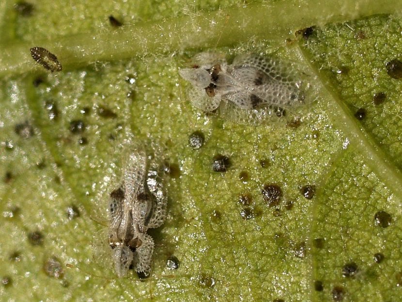 Vista de las Corythucha adultas