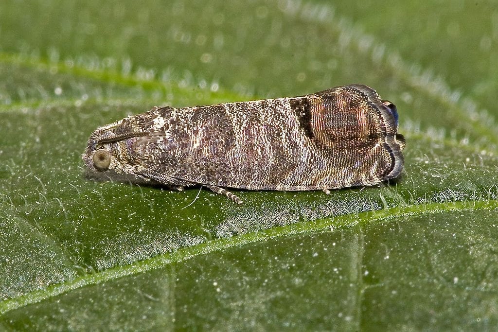Cydia pomonella