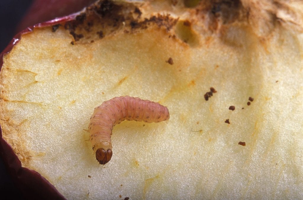 Larva de polilla del manzano
