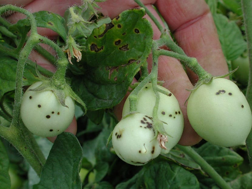 Marchitez por enfermedad bacteriana en planta