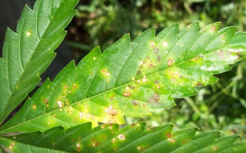 Enfermedades bacterianas en plantas: síntomas y control