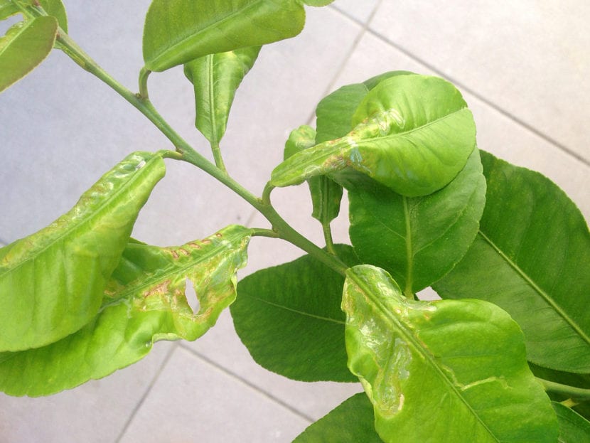 Minador, una de las enfermedades del limonero