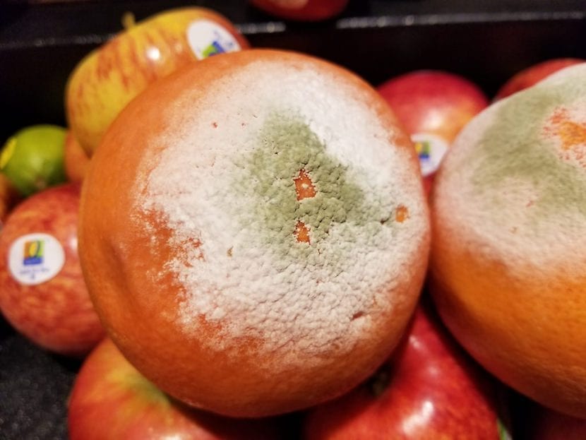 penicillium en naranja