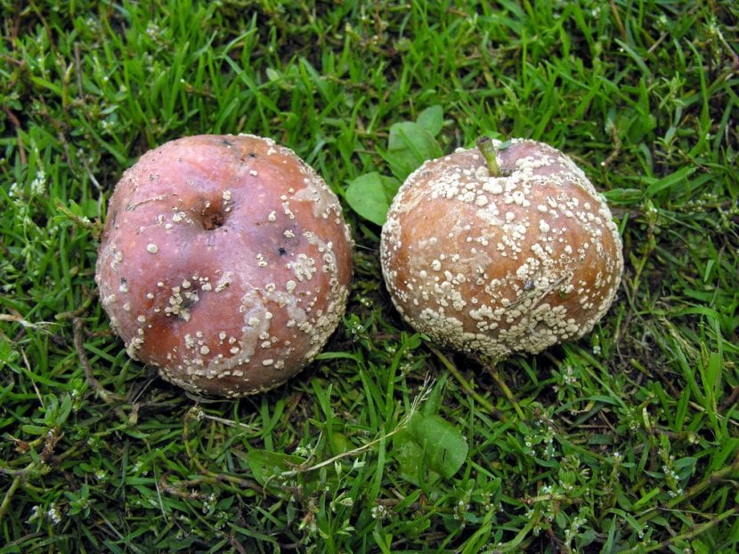 Monilia fructigena