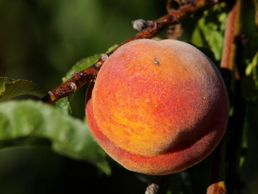 Fruto del melocotonero