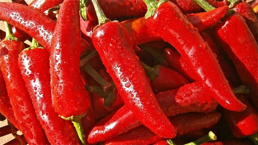 Enfermedades del pimiento: síntomas y tratamiento