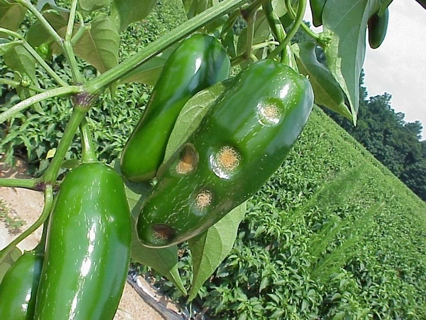 enfermedad del pimiento y como combatirla
