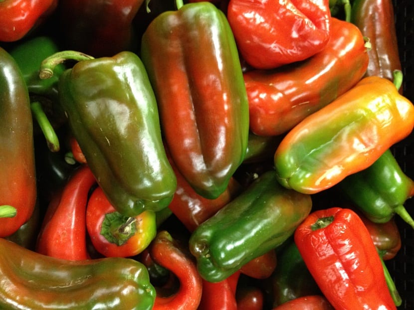 El pimiento y sus enfermedades