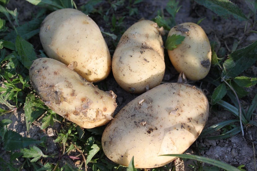 Enfermedades de la patata: identificarlas y evitarlas