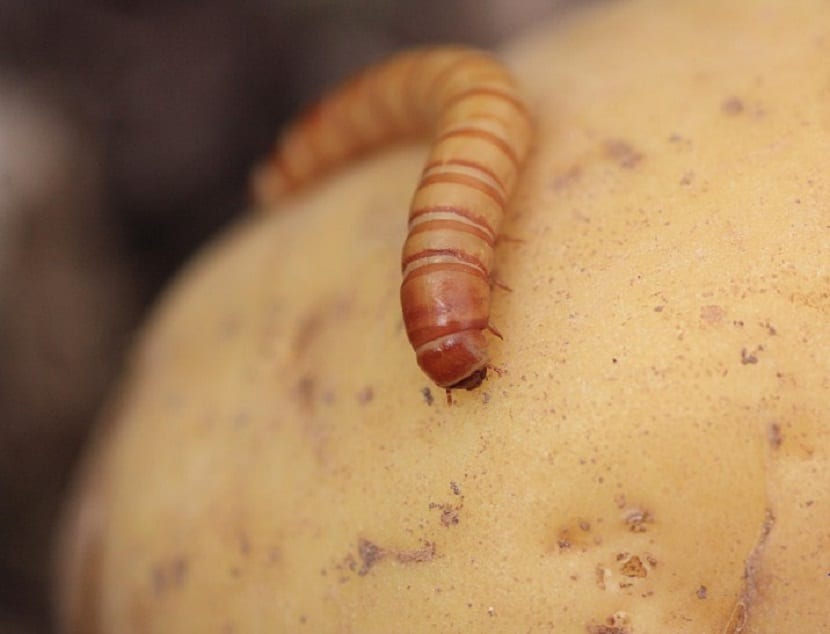 gusanos de la patata