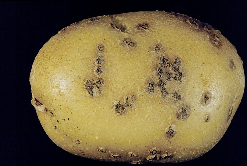 sarna pulverulenta o profunda