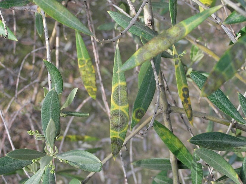 ausa la aparición de manchas circulares de color marrón en la parte inferior del fruto del olivo