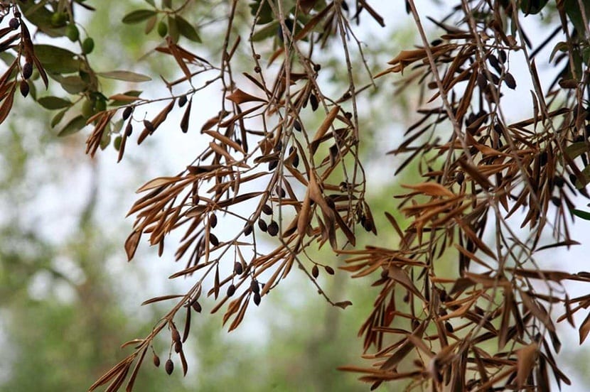 la mosca del olivo es una de las plagas que afectan con mayor frecuencia a este tipo de arboles