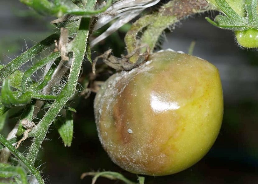 podedumbre en el tomate