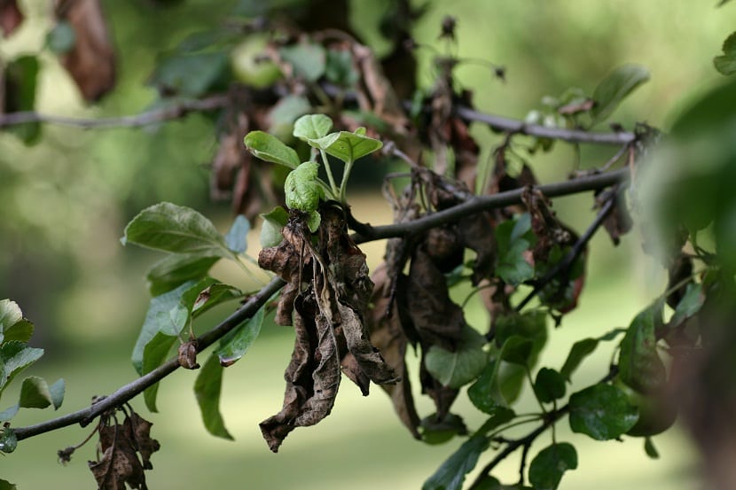 arbol cuyas ramas y hojas se encuentran oscurecidas por una plaga