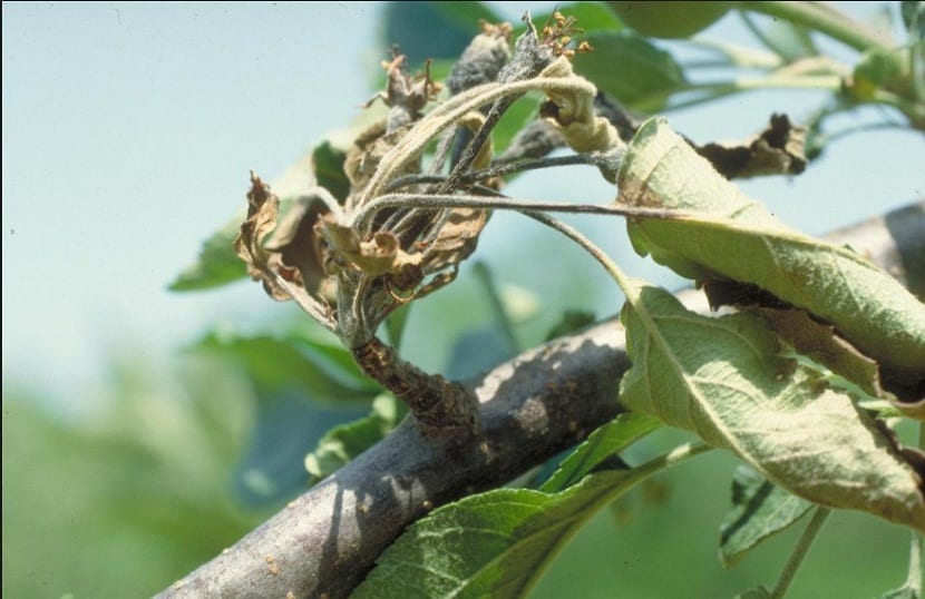 fuego bacteriano o Erwinia amylovora