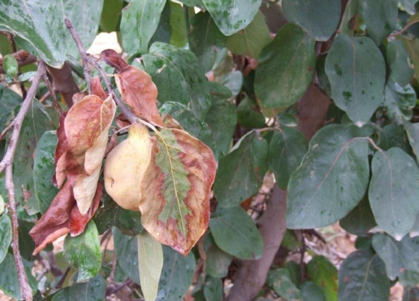 plaga en arbol frutal llamada Erwinia amylovora