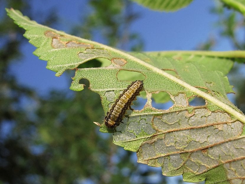 Larva del escarabajo del olmo