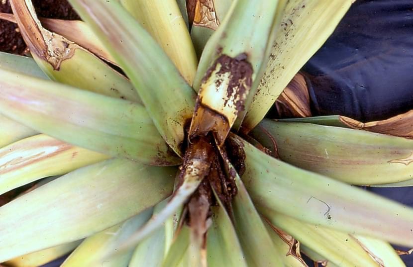 Hongo Phytophthora en bromelia