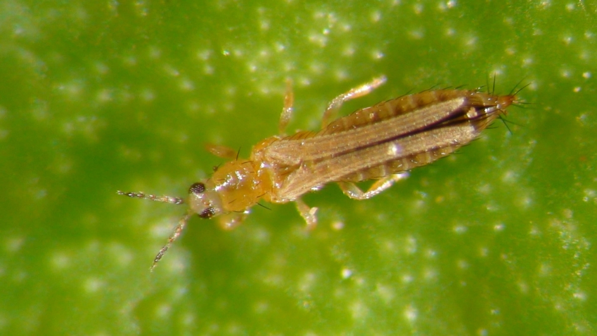 Ciclo de la Frankliniella occidentalis
