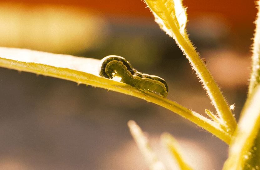 Larva de gardama