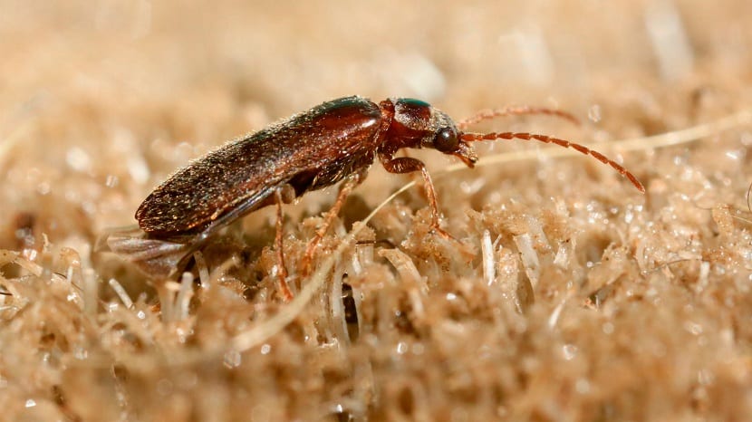 Gorgojo