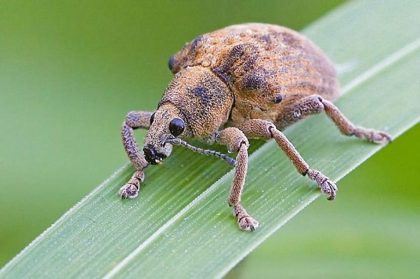 Plaga en cultivos de grano