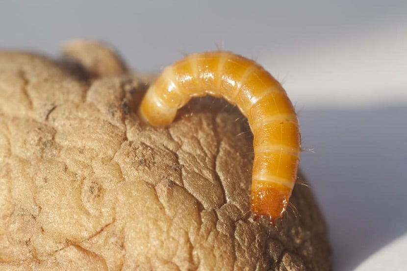 Caracteristicas del gusano del alambre